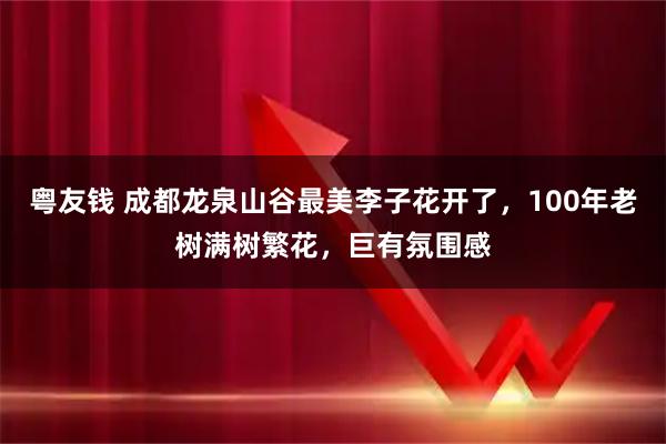 粤友钱 成都龙泉山谷最美李子花开了，100年老树满树繁花，巨有氛围感